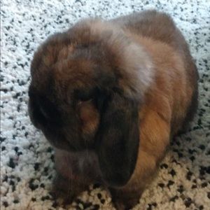 Meet your Posher, Rosie